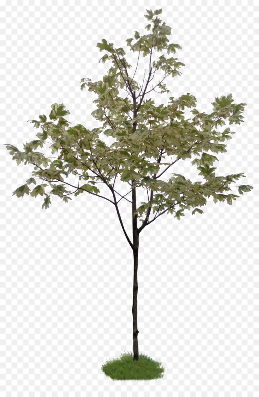 Arbre Vert，Feuilles PNG