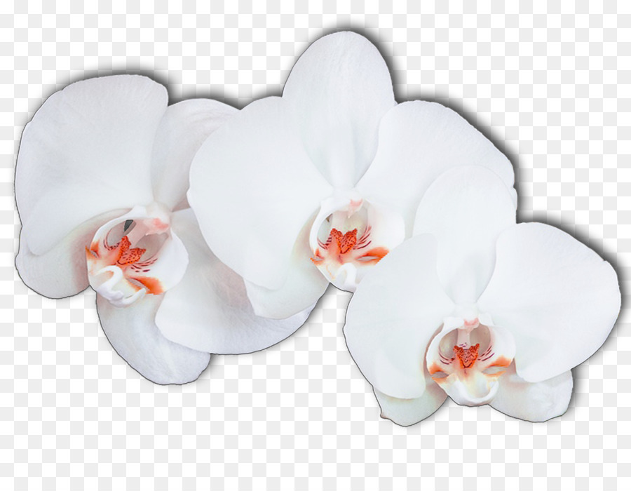 Orchidées Roses，Floraison PNG