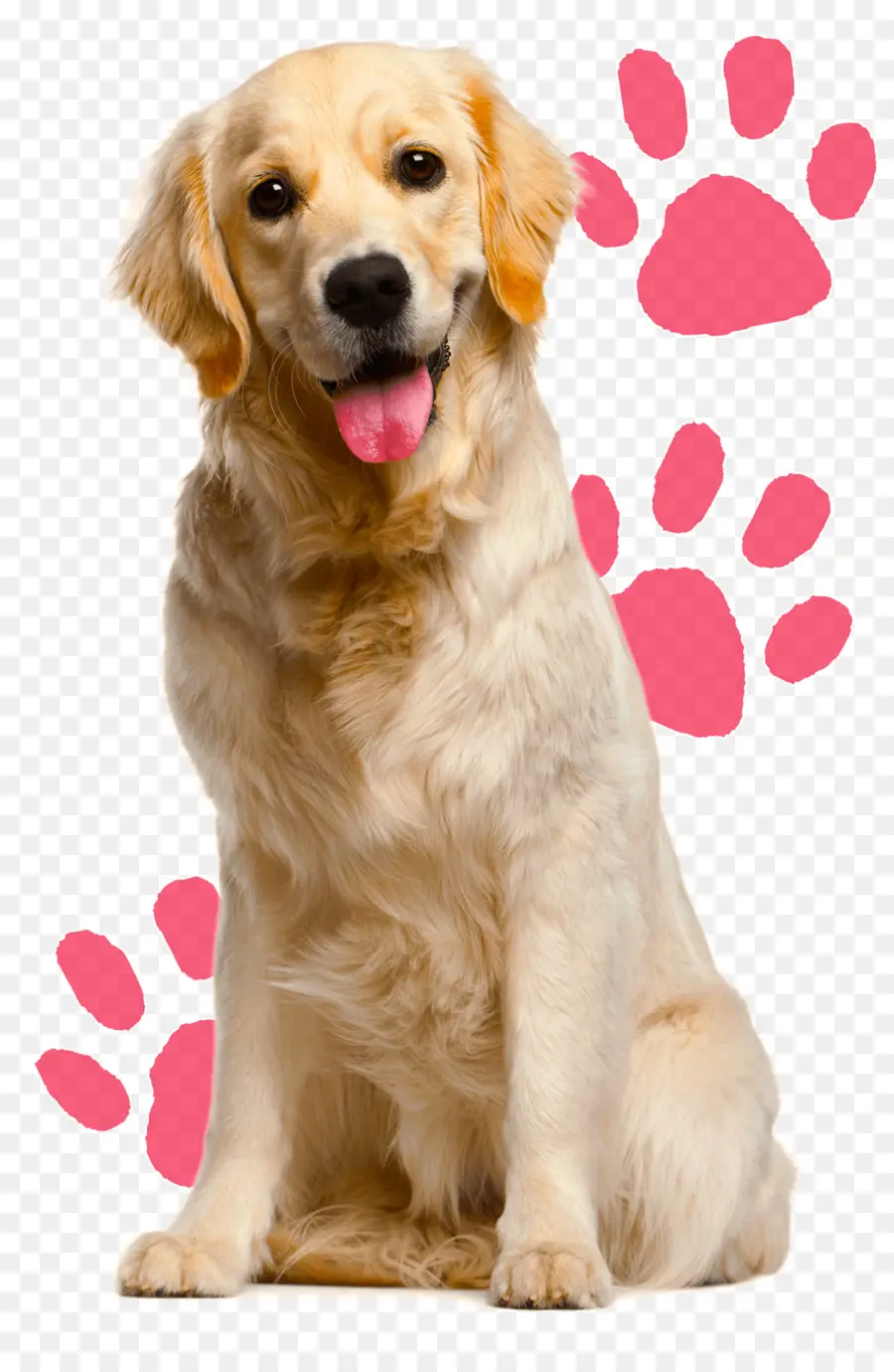 Golden Retriever，Animal De Compagnie PNG