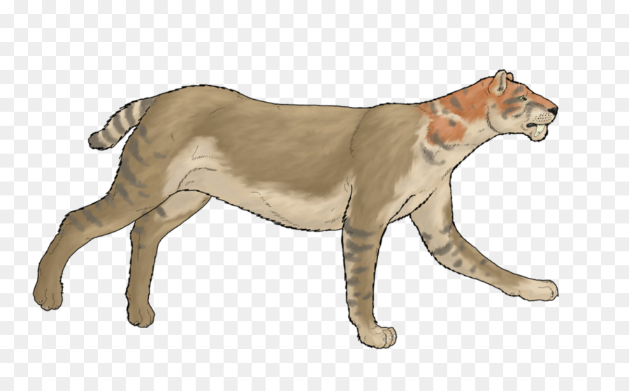 Cougar，Lion PNG