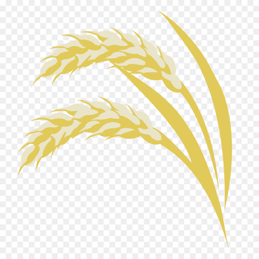 Blé，Grain PNG