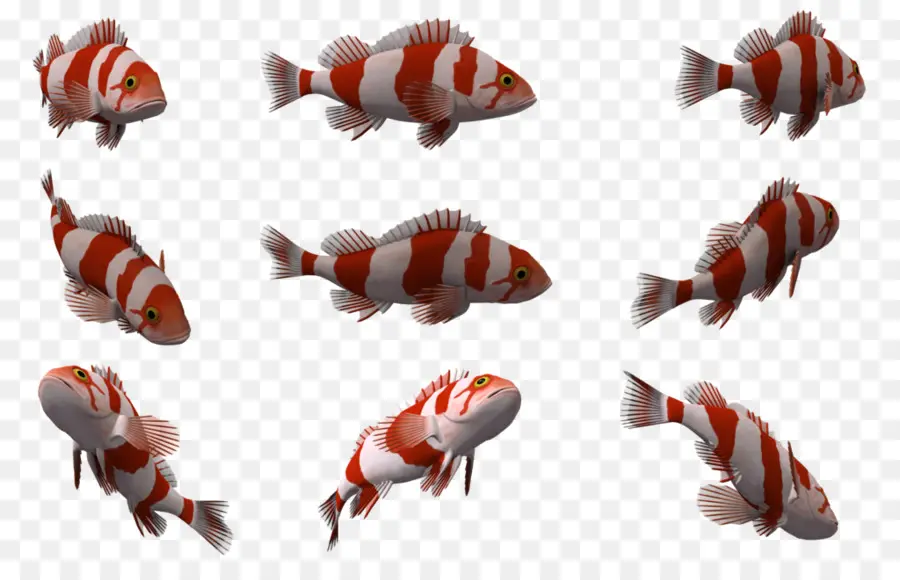 Poisson Clown，Poisson PNG