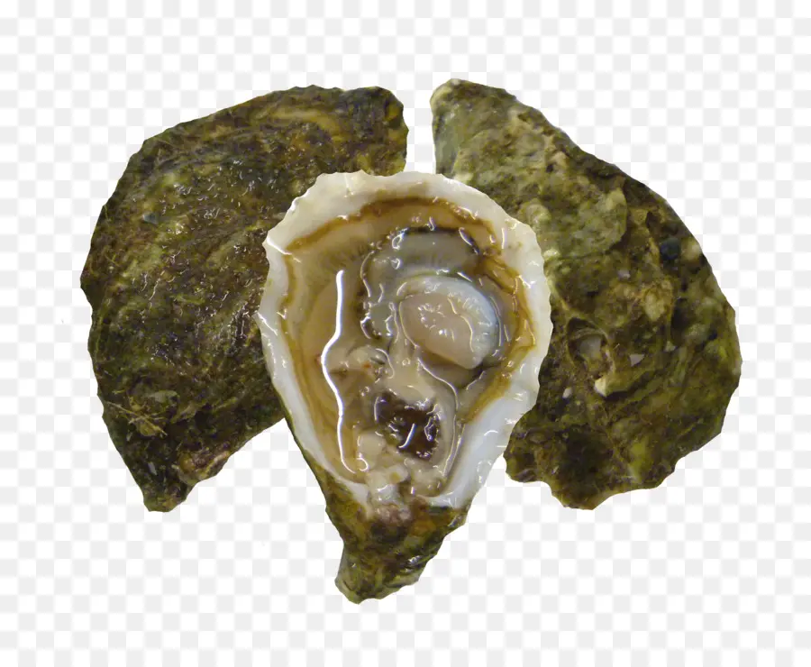 Huître，Coquille PNG