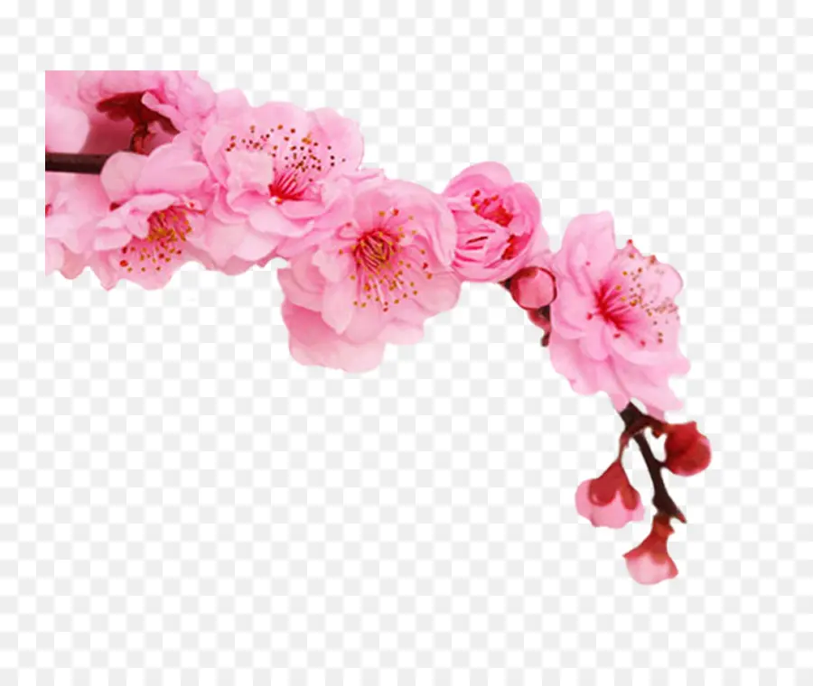 Fleurs De Cerisier，Rose PNG