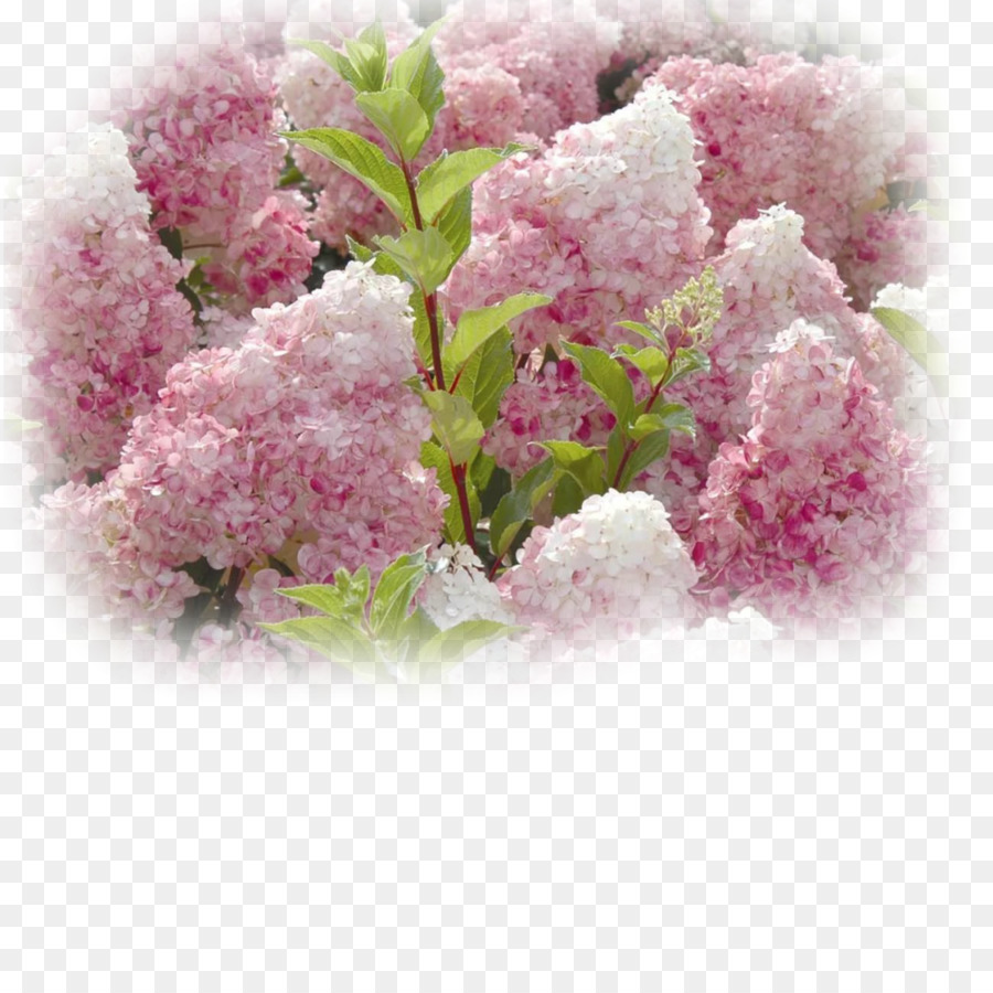 Hortensia Paniquée，Fleur PNG