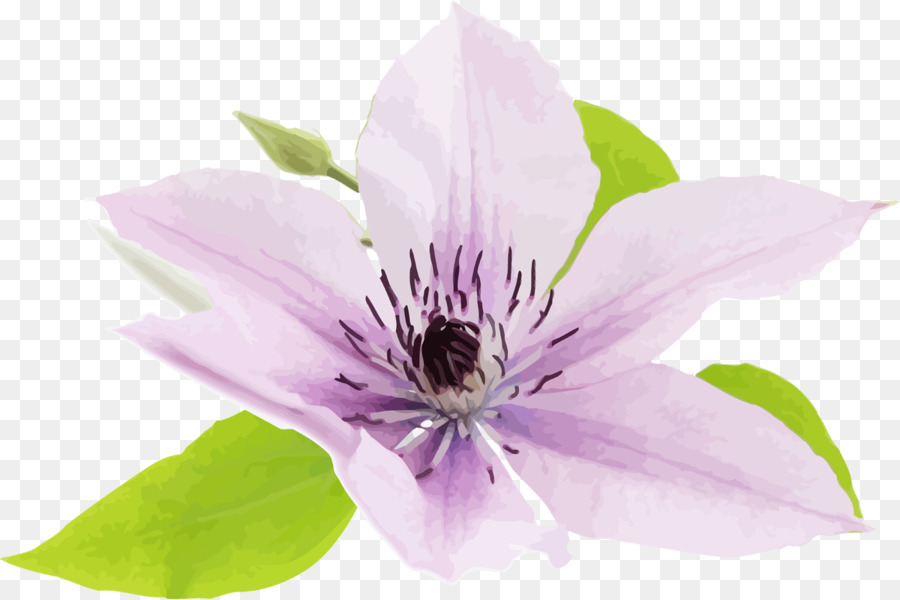 Fleur，Printemps PNG