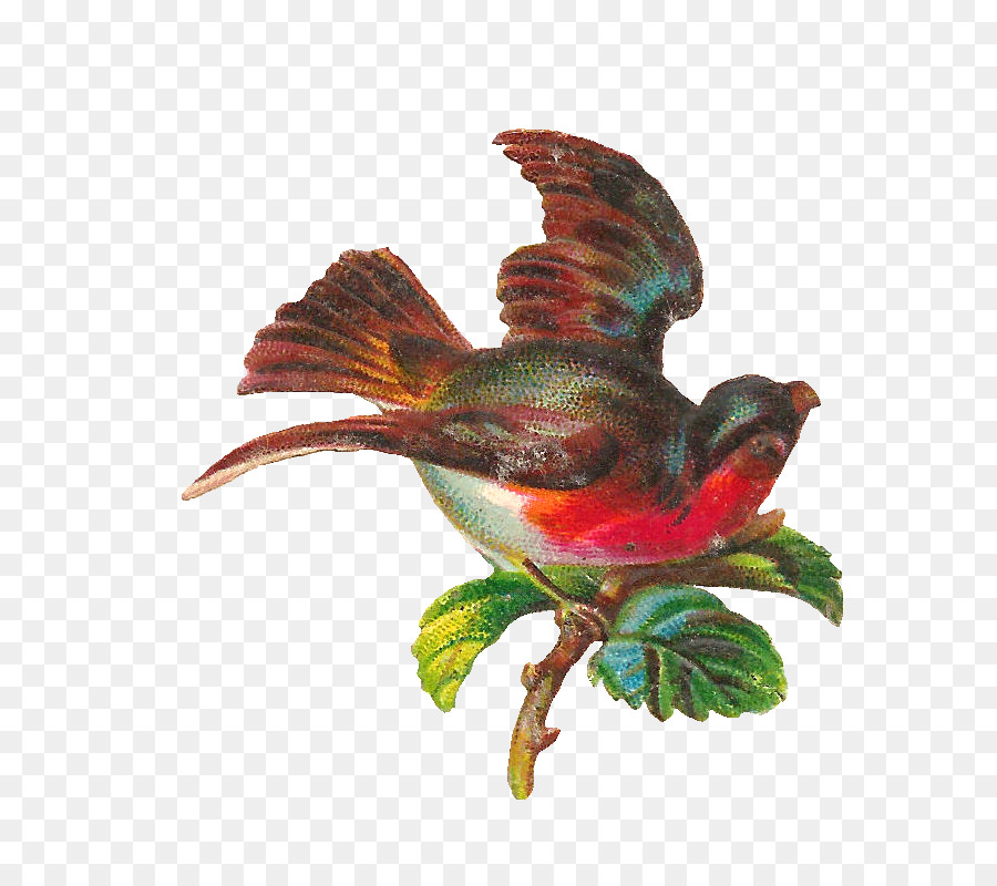 Oiseau Coloré，Oiseau PNG