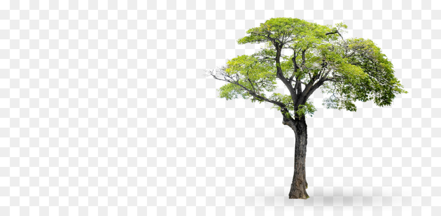 Arbre Courbé，Arbre PNG