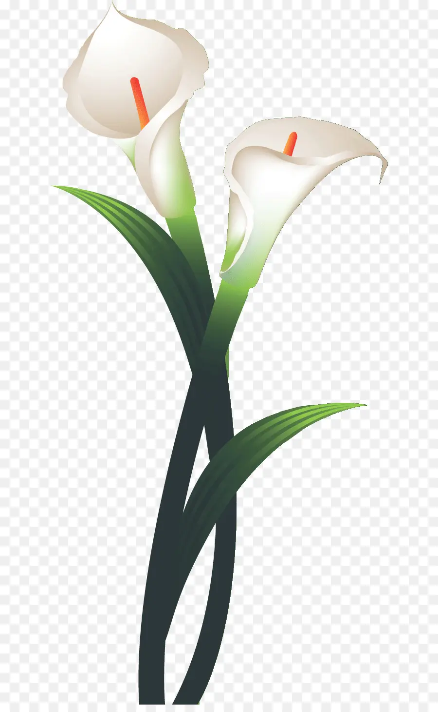 Tulip，Fleur PNG