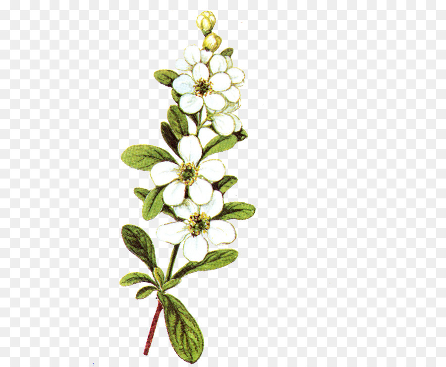 Fleurs Blanches，Botanique PNG