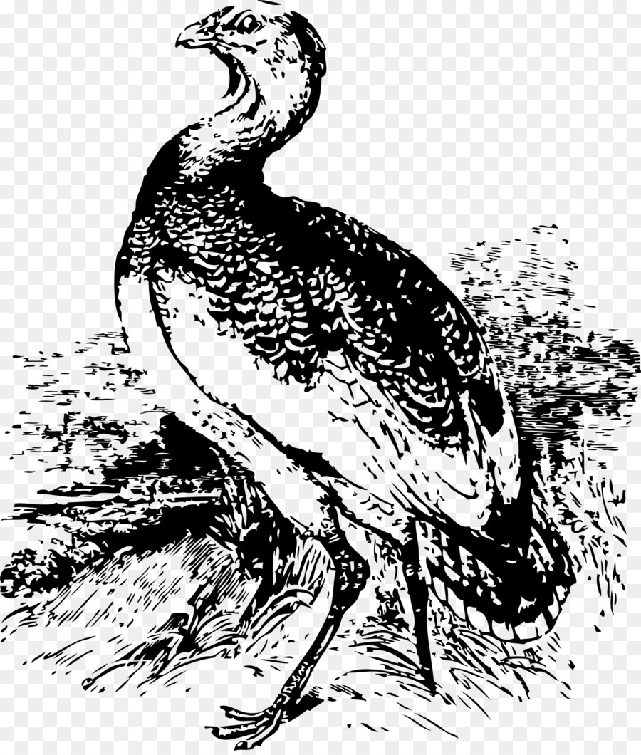 Poulet，Oiseau PNG
