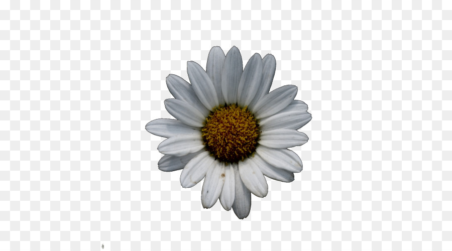 Marguerite Commune，Oxeye Daisy PNG