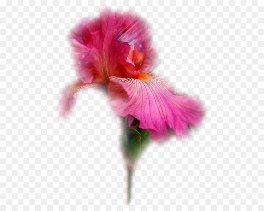 Fleur，Tulip PNG