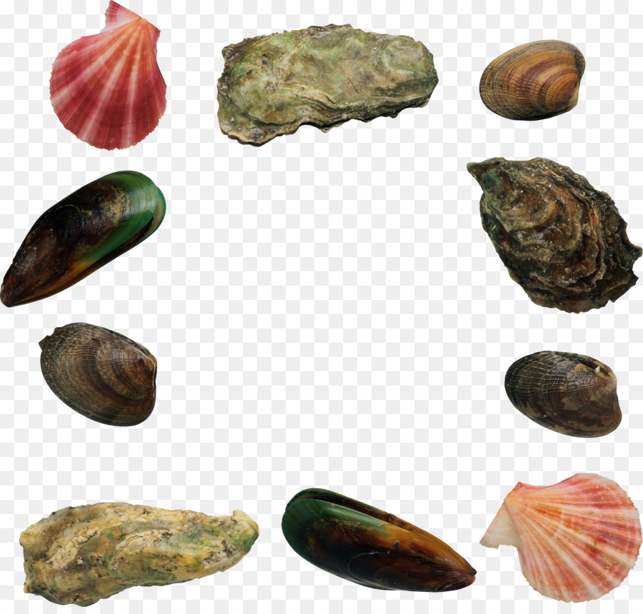 Coquillages，Océan PNG