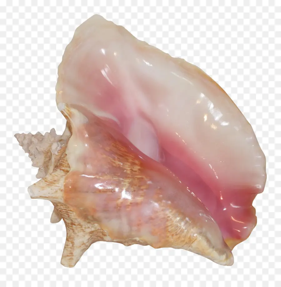 Conque，Coquille PNG