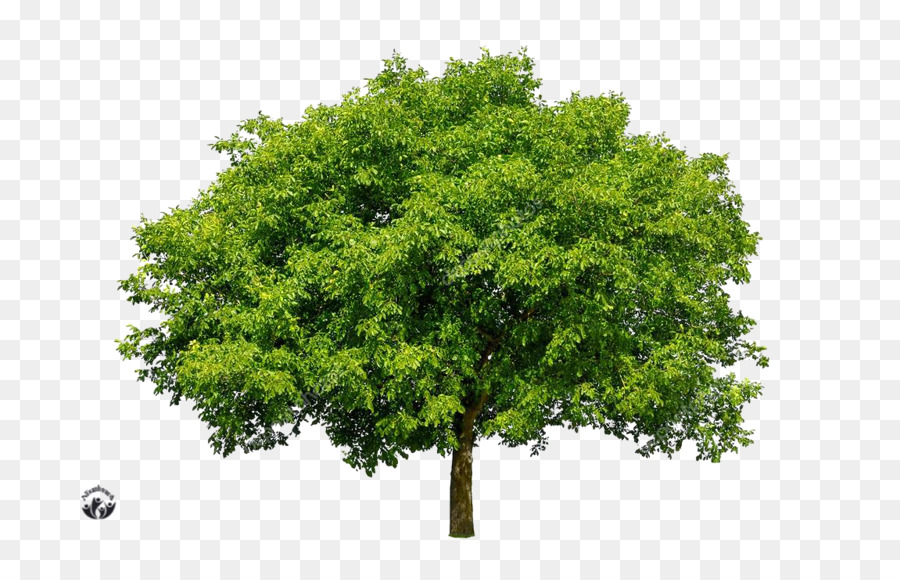 Arbre Vert，Usine PNG