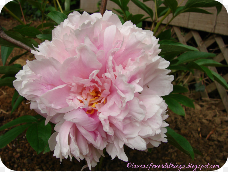 Damassé Rose，Roses Centifolia PNG