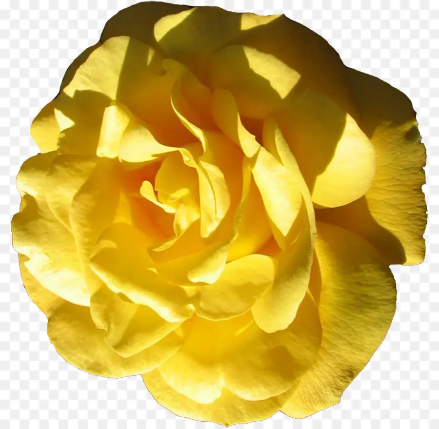 Les Roses De Jardin，Roses Centifolia PNG