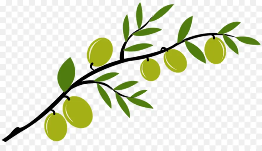 Olive，Branche D'olivier PNG