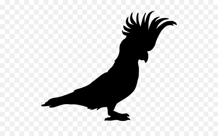 Silhouette D'oiseau，Noir PNG