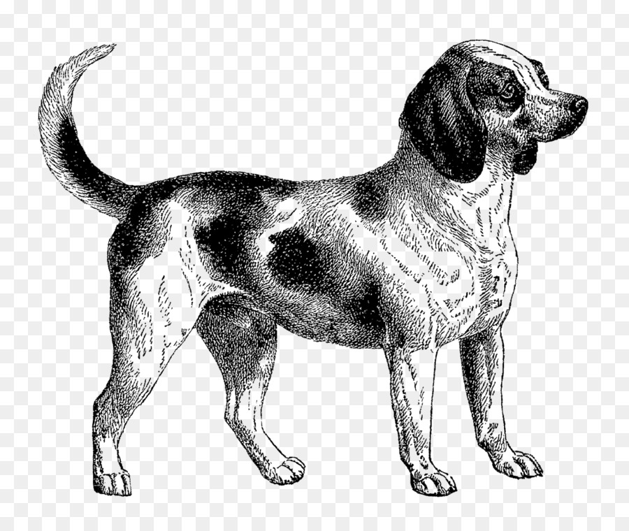 Beagle，Dalmatien Chien PNG