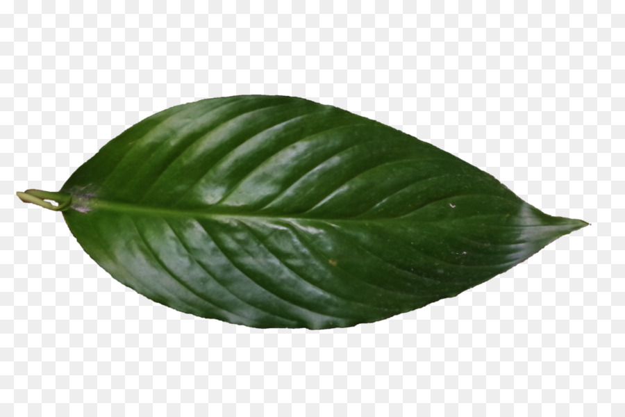 Plante Verte，Feuilles PNG