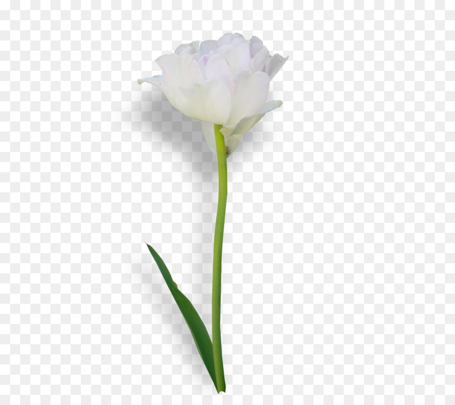 Tulipe，Couper Les Fleurs PNG