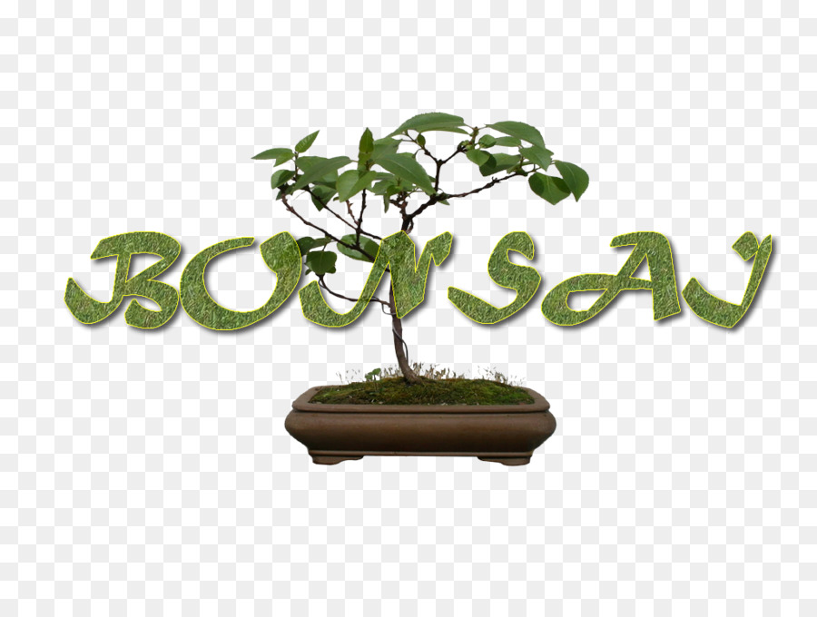 Sageretia Theezans，Flowerpot PNG