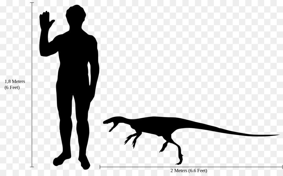 Dinosaure Et Humain，Comparaison PNG