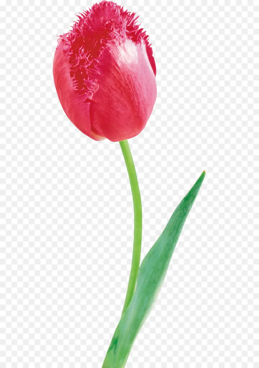 Tulipe Rouge，Tige PNG