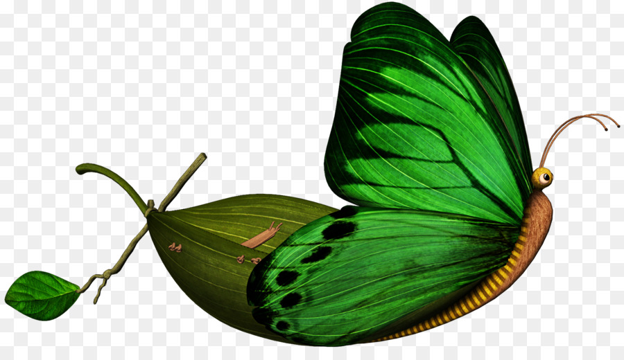 Papillon，Ailes PNG