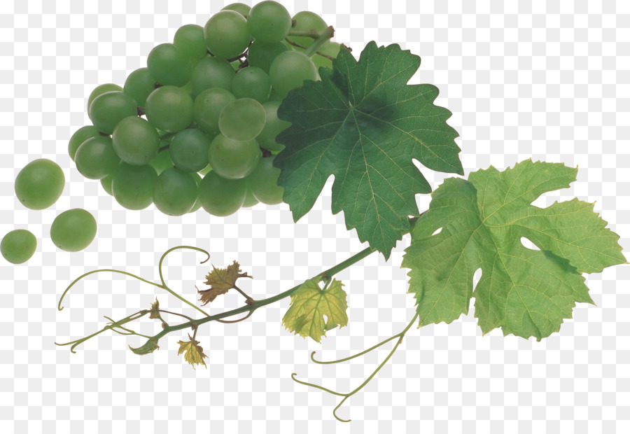 Raisin，Vigne Commune PNG