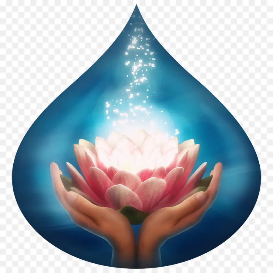 Lotus Dans Les Mains，Fleur PNG