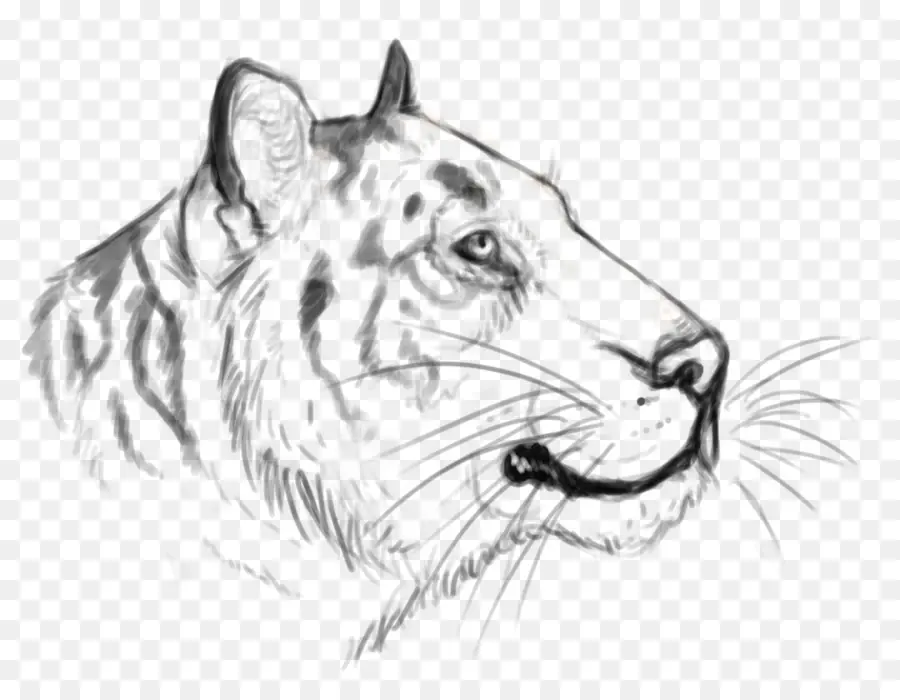 Croquis De Tigre，Gros Chat PNG