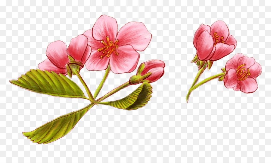 Fleurs Roses，Rose PNG