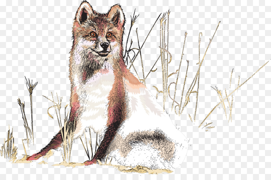 Renard Dans La Nature，Renard PNG