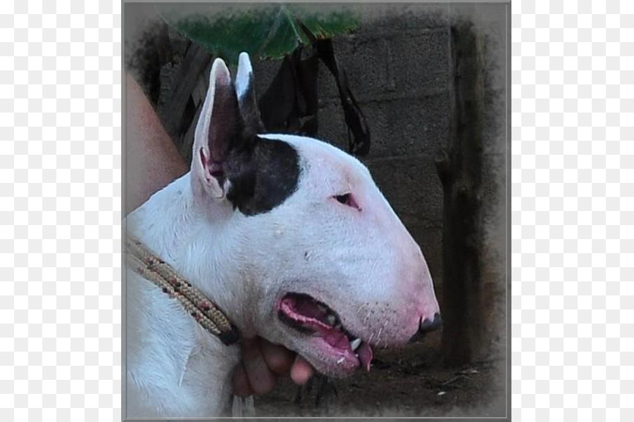 Bull Terrier，Chien PNG