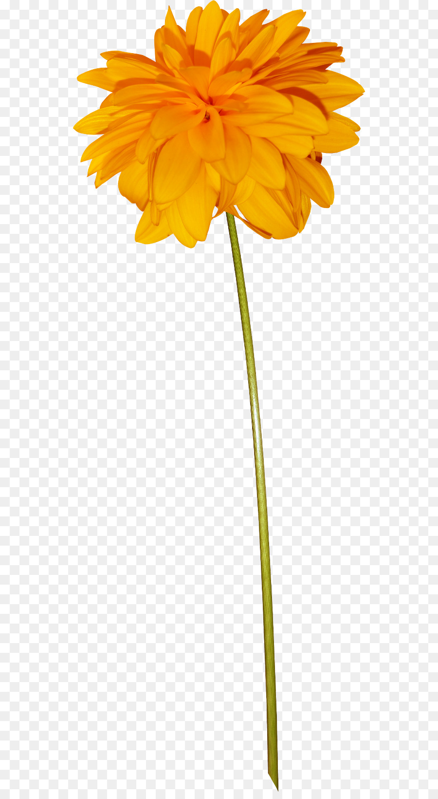 Fleurs Jaunes，Tiges PNG