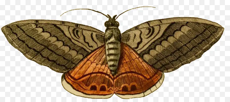 Papillon，Luna Moth PNG