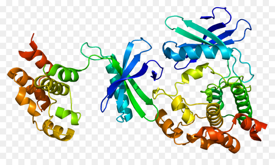 Structure Des Protéines，Biologie PNG