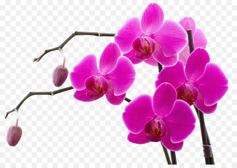 Les Orchidées，Fleur PNG