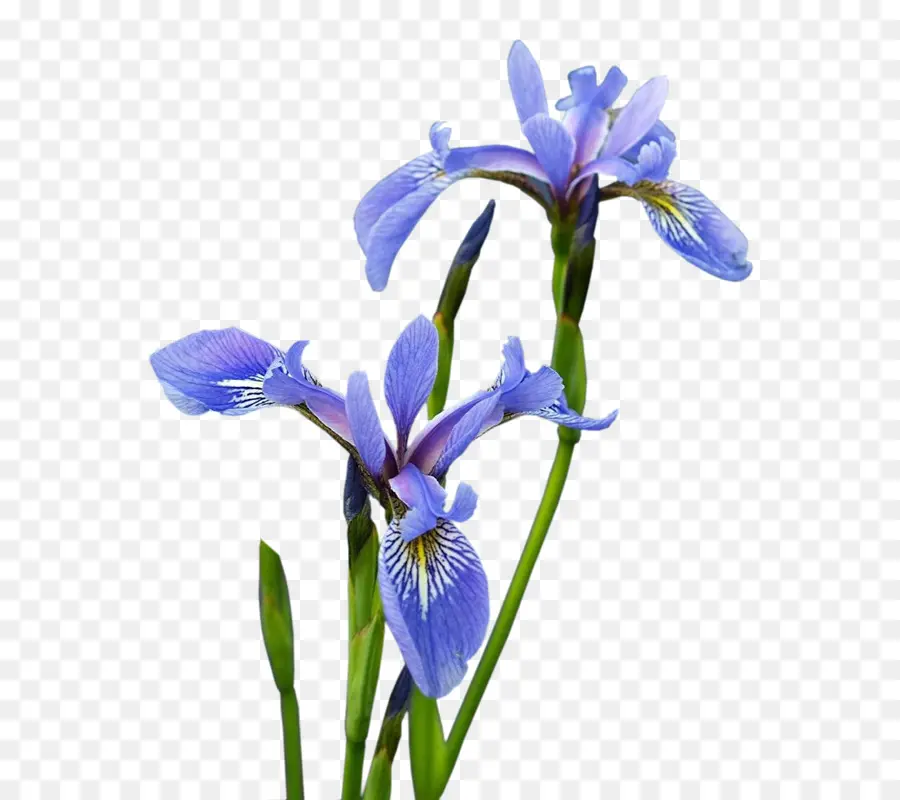 Iris Versicolor，Iris PNG