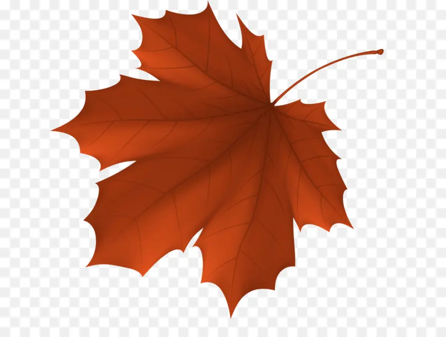 Feuille D'oranger，Automne PNG