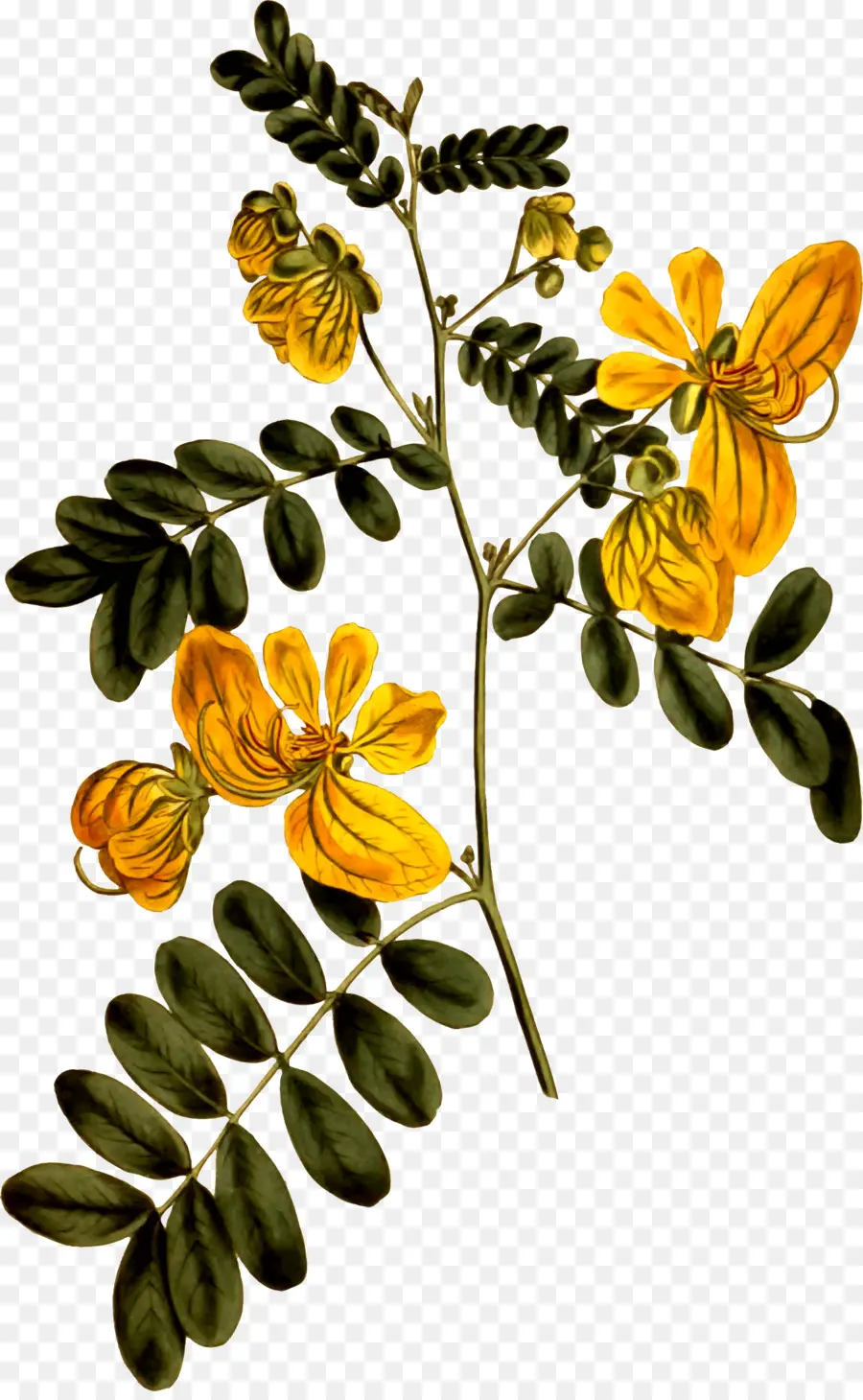 Fleurs Jaunes，Fleurir PNG