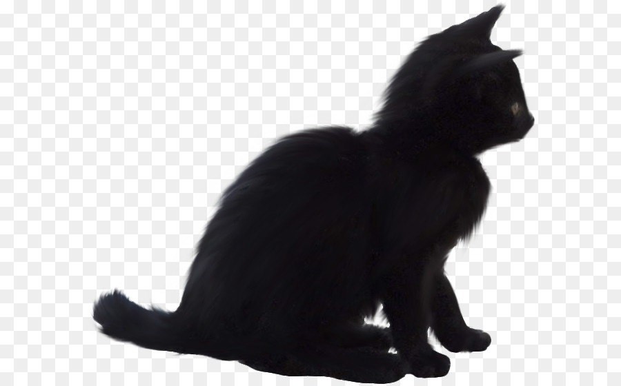 Chat Noir，Fourrure PNG