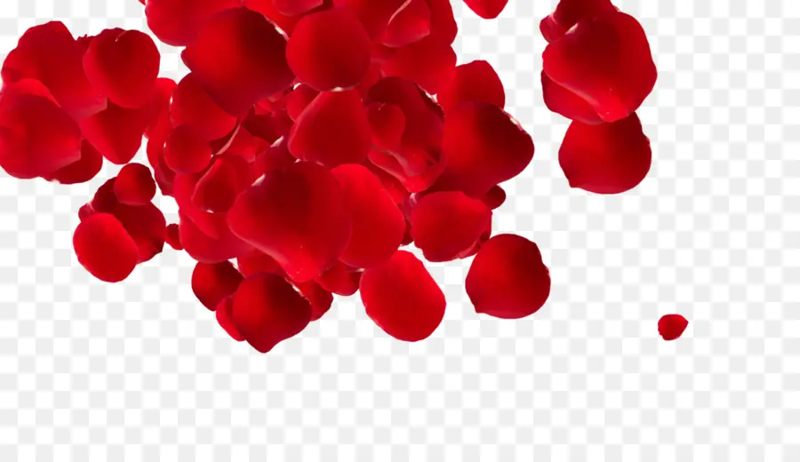 Pétales De Roses Rouges，Rose PNG