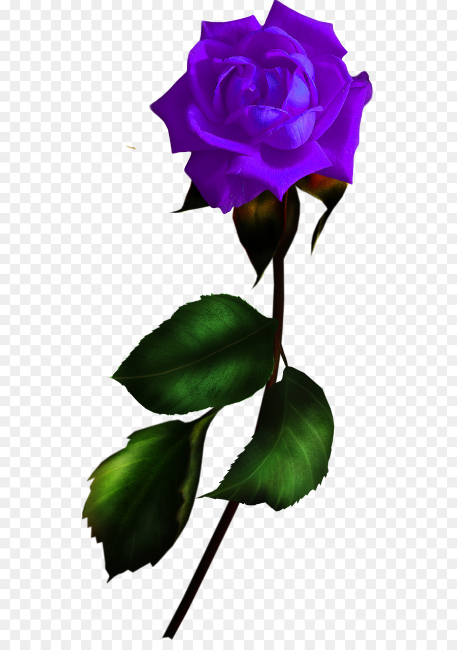 Rose Pourpre，Tige PNG