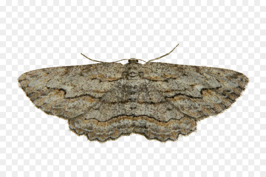 Papillon De Nuit，Ailes PNG