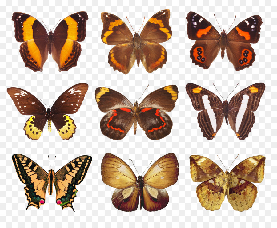 Papillons，Coloré PNG