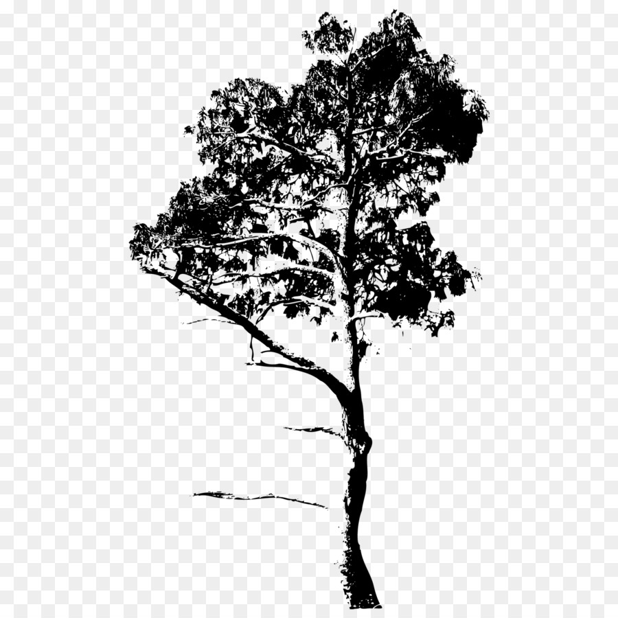 Arbre，Succursales PNG